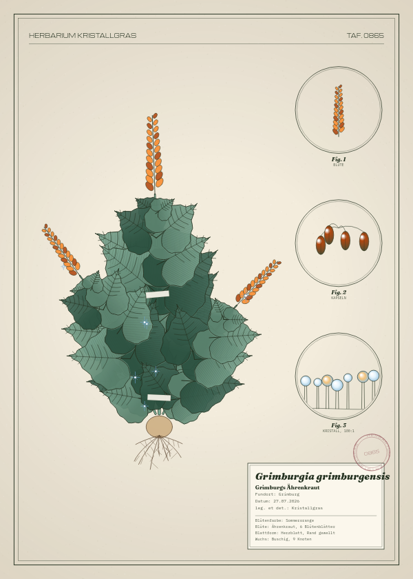 Botanische Tafel: Grimburgia grimburgensis, eine erfundene Pflanze aus Grimburg, gezeichnet wie in einem alten Pflanzenatlas
