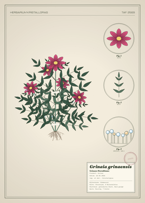 Botanische Tafel: Grinaia grinaensis, eine erfundene Pflanze aus Grinau, gezeichnet wie in einem alten Pflanzenatlas