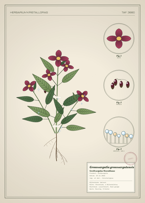 Botanische Tafel: Grossvargulia grossvargulensis, eine erfundene Pflanze aus Großvargula, gezeichnet wie in einem alten Pflanzenatlas