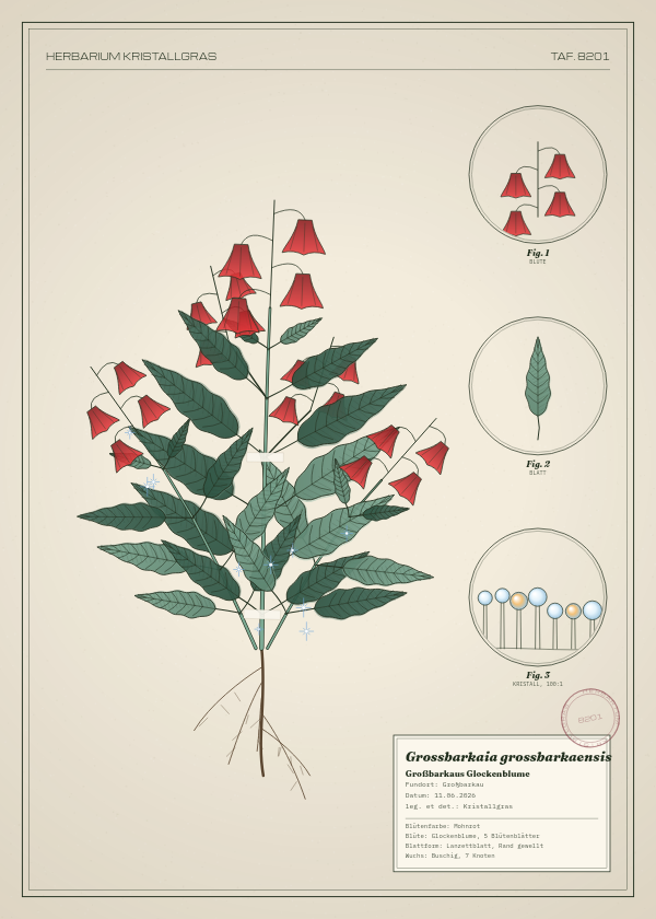 Botanische Tafel: Grossbarkaia grossbarkaensis, eine erfundene Pflanze aus Großbarkau, gezeichnet wie in einem alten Pflanzenatlas