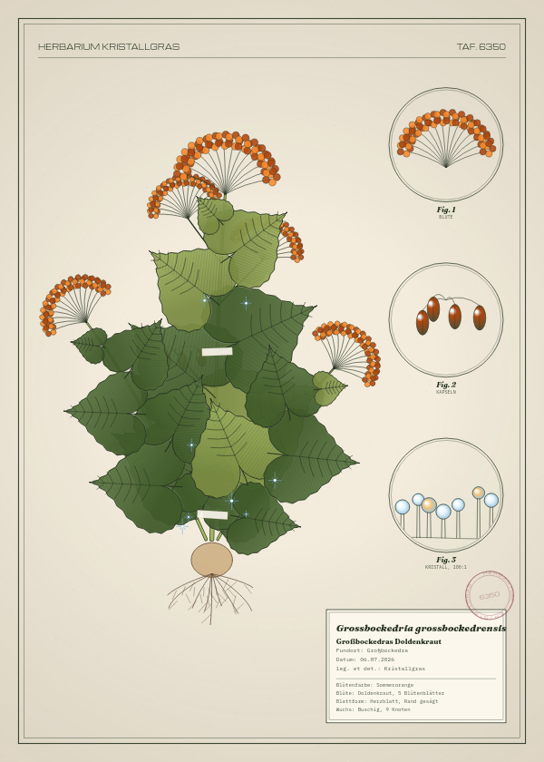 Botanische Tafel: Grossbockedria grossbockedrensis, eine erfundene Pflanze aus Großbockedra, gezeichnet wie in einem alten Pflanzenatlas