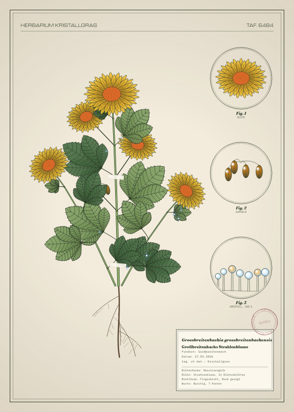 Botanische Tafel: Grossbreitenbachia grossbreitenbachensis, eine erfundene Pflanze aus Großbreitenbach, gezeichnet wie in einem alten Pflanzenatlas