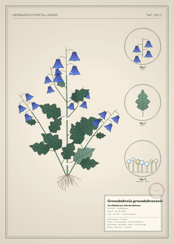 Botanische Tafel: Grossdubraia grossdubraensis, eine erfundene Pflanze aus Großdubrau, gezeichnet wie in einem alten Pflanzenatlas