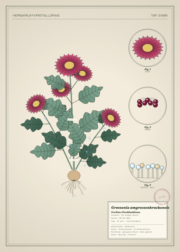 Botanische Tafel: Grossenia amgrossenbruchensis, eine erfundene Pflanze aus Am Großen Bruch, gezeichnet wie in einem alten Pflanzenatlas