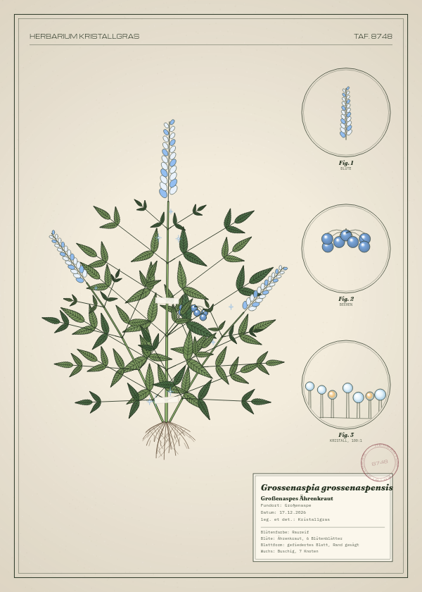 Botanische Tafel: Grossenaspia grossenaspensis, eine erfundene Pflanze aus Großenaspe, gezeichnet wie in einem alten Pflanzenatlas