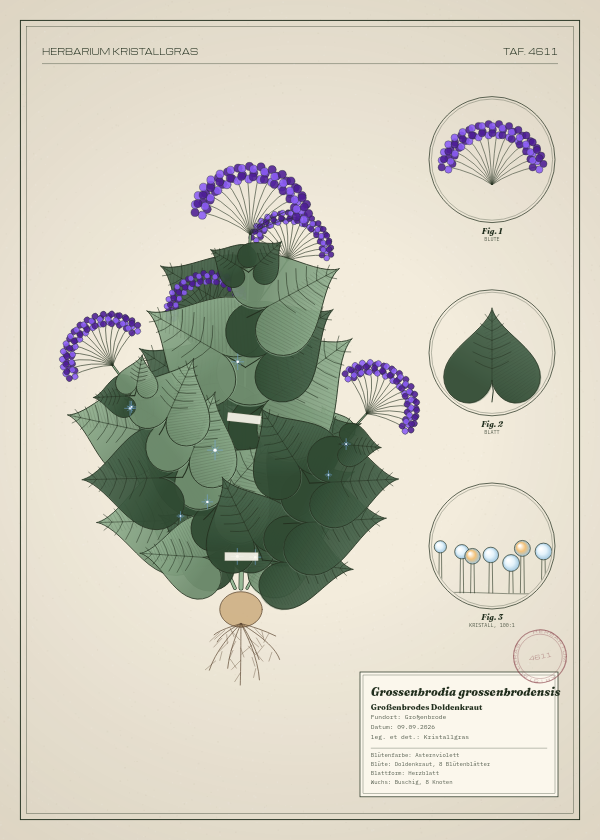 Botanische Tafel: Grossenbrodia grossenbrodensis, eine erfundene Pflanze aus Großenbrode, gezeichnet wie in einem alten Pflanzenatlas