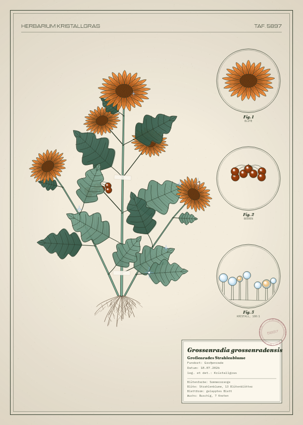 Botanische Tafel: Grossenradia grossenradensis, eine erfundene Pflanze aus Großenrade, gezeichnet wie in einem alten Pflanzenatlas