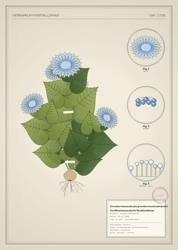 Botanische Tafel: Grosshartmannsdorfia grosshartmannsdorfensis, eine erfundene Pflanze aus Großhartmannsdorf, gezeichnet wie in einem alten Pflanzenatlas