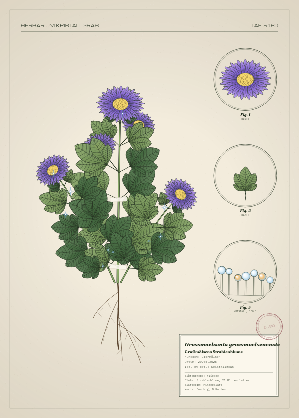 Botanische Tafel: Grossmoelsenia grossmoelsenensis, eine erfundene Pflanze aus Großmölsen, gezeichnet wie in einem alten Pflanzenatlas