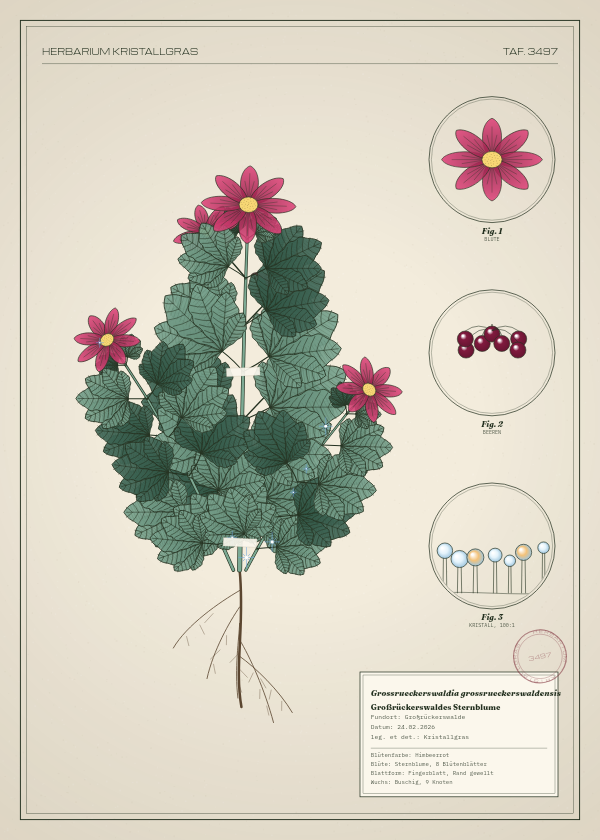Botanische Tafel: Grossrueckerswaldia grossrueckerswaldensis, eine erfundene Pflanze aus Großrückerswalde, gezeichnet wie in einem alten Pflanzenatlas