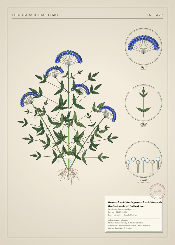 Botanische Tafel: Grossschweidnitzia grossschweidnitzensis, eine erfundene Pflanze aus Großschweidnitz, gezeichnet wie in einem alten Pflanzenatlas