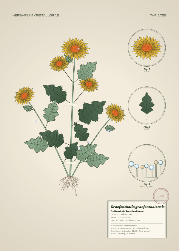 Botanische Tafel: Graefenthalia graefenthalensis, eine erfundene Pflanze aus Gräfenthal, gezeichnet wie in einem alten Pflanzenatlas