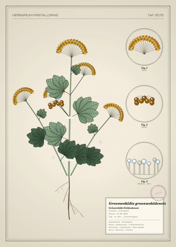 Botanische Tafel: Groenwohldia groenwohldensis, eine erfundene Pflanze aus Grönwohld, gezeichnet wie in einem alten Pflanzenatlas
