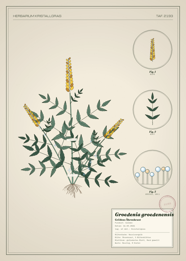 Botanische Tafel: Groedenia groedenensis, eine erfundene Pflanze aus Gröden, gezeichnet wie in einem alten Pflanzenatlas