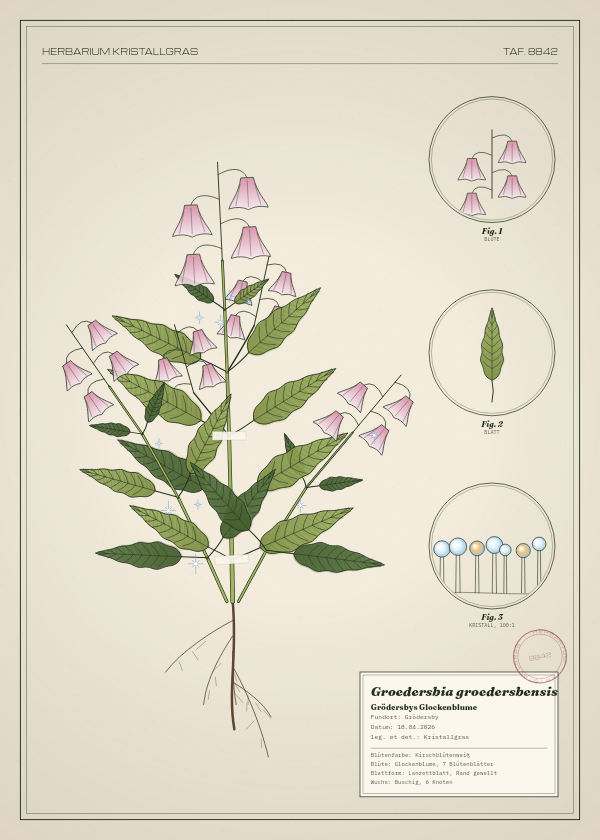 Botanische Tafel: Groedersbia groedersbensis, eine erfundene Pflanze aus Grödersby, gezeichnet wie in einem alten Pflanzenatlas