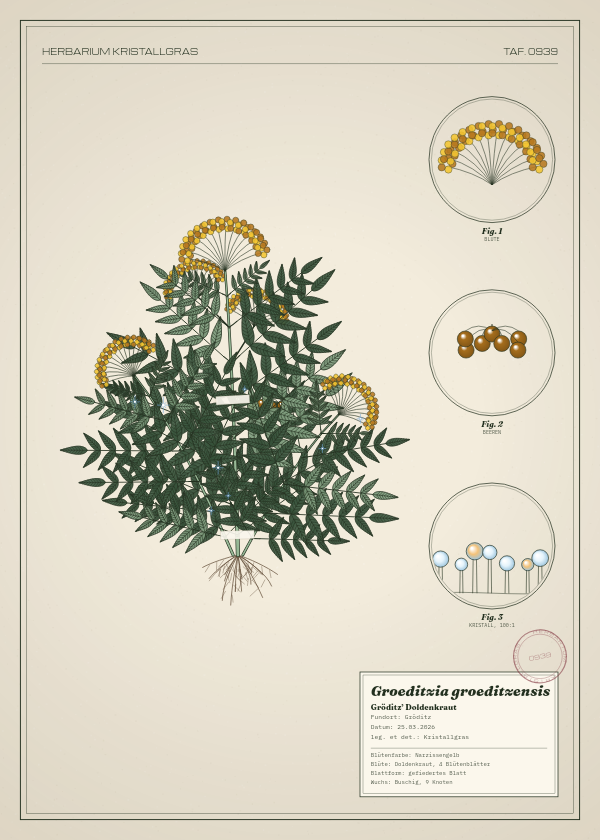 Botanische Tafel: Groeditzia groeditzensis, eine erfundene Pflanze aus Gröditz, gezeichnet wie in einem alten Pflanzenatlas