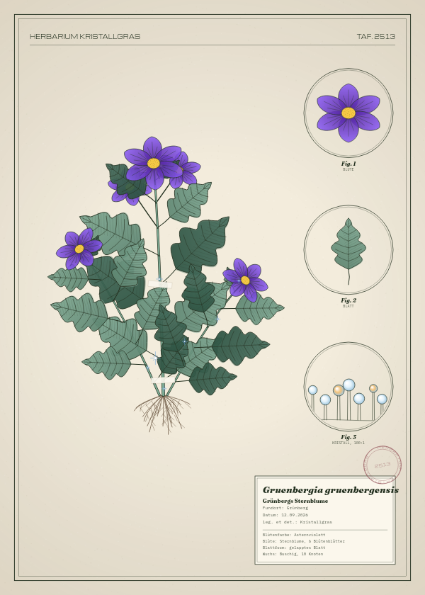 Botanische Tafel: Gruenbergia gruenbergensis, eine erfundene Pflanze aus Grünberg, gezeichnet wie in einem alten Pflanzenatlas