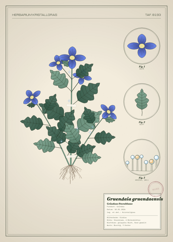 Botanische Tafel: Gruendaia gruendaensis, eine erfundene Pflanze aus Gründau, gezeichnet wie in einem alten Pflanzenatlas