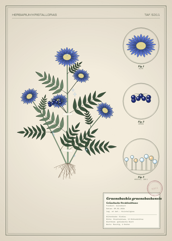 Botanische Tafel: Gruenebachia gruenebachensis, eine erfundene Pflanze aus Grünebach, gezeichnet wie in einem alten Pflanzenatlas