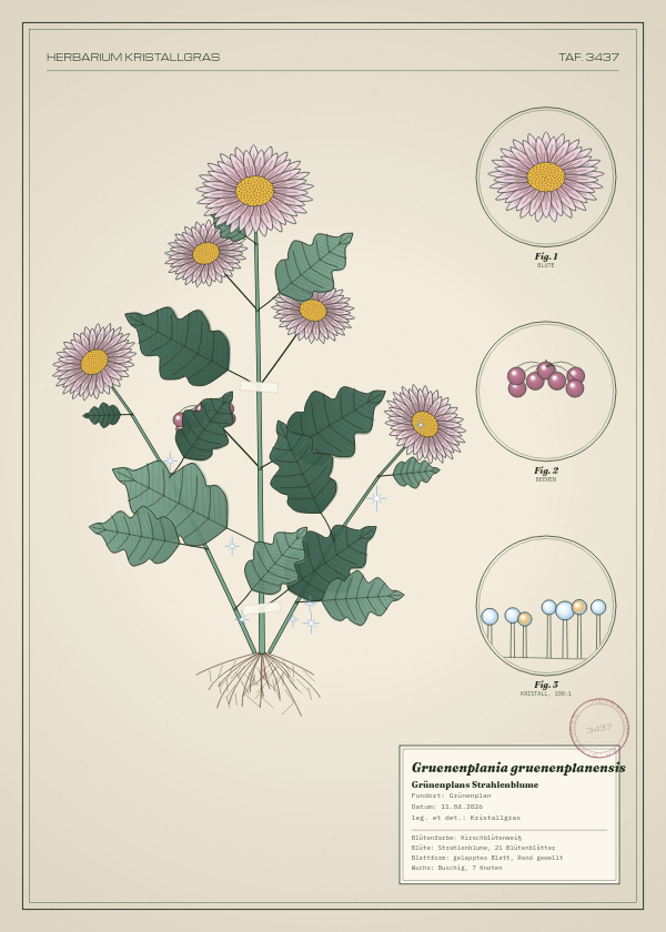 Botanische Tafel: Gruenenplania gruenenplanensis, eine erfundene Pflanze aus Grünenplan, gezeichnet wie in einem alten Pflanzenatlas