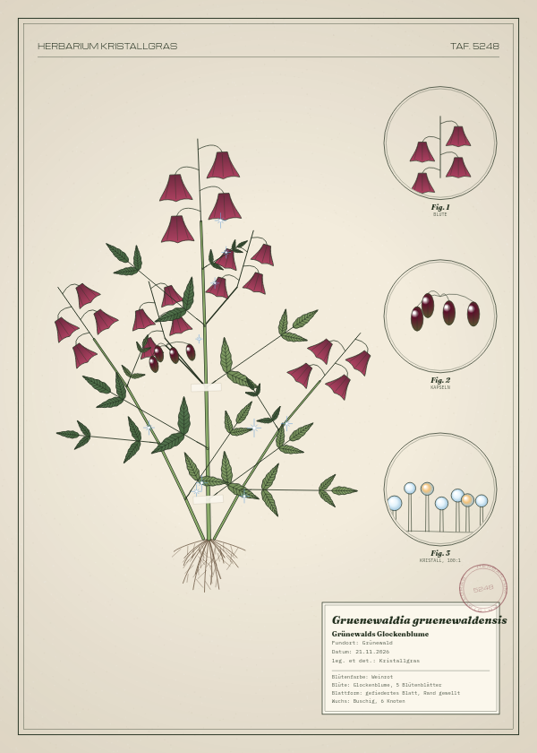 Botanische Tafel: Gruenewaldia gruenewaldensis, eine erfundene Pflanze aus Grünewald, gezeichnet wie in einem alten Pflanzenatlas