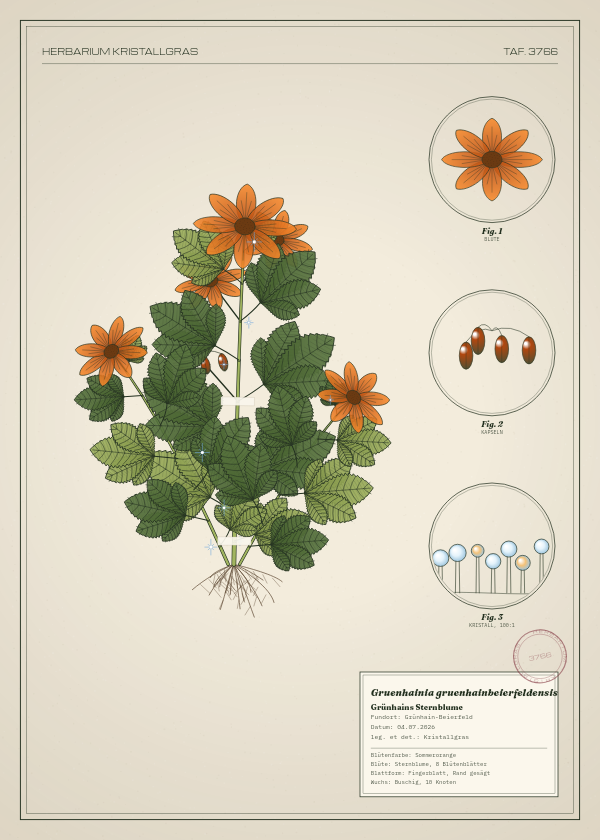 Botanische Tafel: Gruenhainia gruenhainbeierfeldensis, eine erfundene Pflanze aus Grünhain-Beierfeld, gezeichnet wie in einem alten Pflanzenatlas