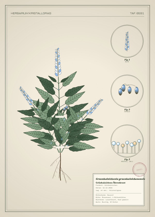 Botanische Tafel: Gruenhainichenia gruenhainichenensis, eine erfundene Pflanze aus Grünhainichen, gezeichnet wie in einem alten Pflanzenatlas