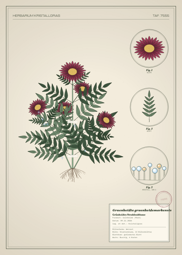 Botanische Tafel: Gruenheidia gruenheidemarkensis, eine erfundene Pflanze aus Grünheide (Mark), gezeichnet wie in einem alten Pflanzenatlas