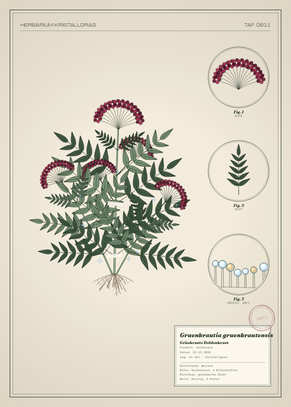 Botanische Tafel: Gruenkrautia gruenkrautensis, eine erfundene Pflanze aus Grünkraut, gezeichnet wie in einem alten Pflanzenatlas