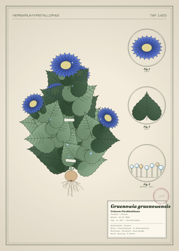 Botanische Tafel: Gruenowia gruenowensis, eine erfundene Pflanze aus Grünow, gezeichnet wie in einem alten Pflanzenatlas