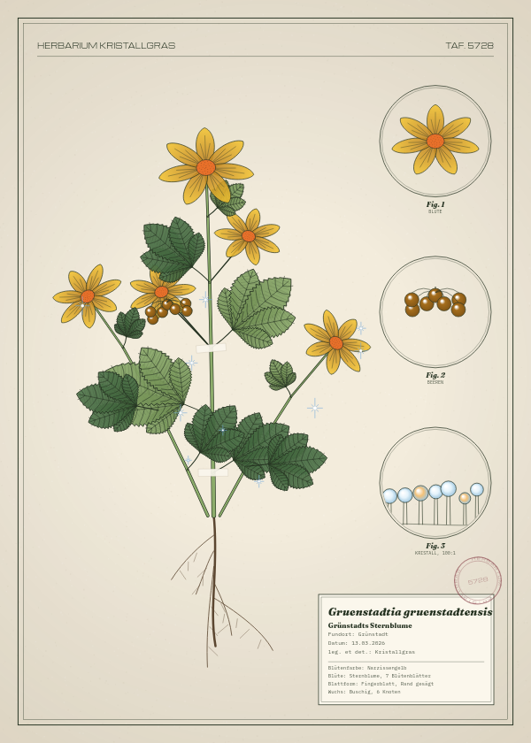 Botanische Tafel: Gruenstadtia gruenstadtensis, eine erfundene Pflanze aus Grünstadt, gezeichnet wie in einem alten Pflanzenatlas