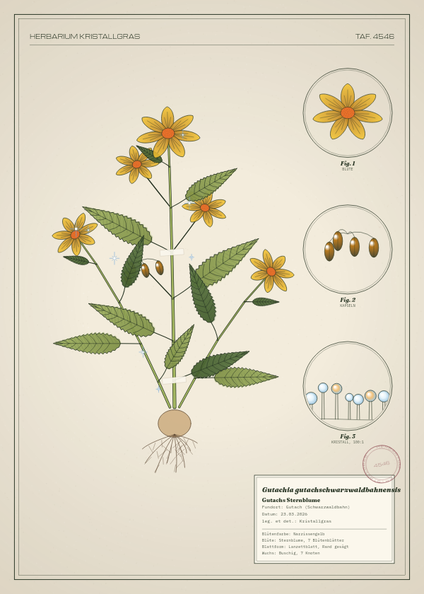Botanische Tafel: Gutachia gutachschwarzwaldbahnensis, eine erfundene Pflanze aus Gutach (Schwarzwaldbahn), gezeichnet wie in einem alten Pflanzenatlas