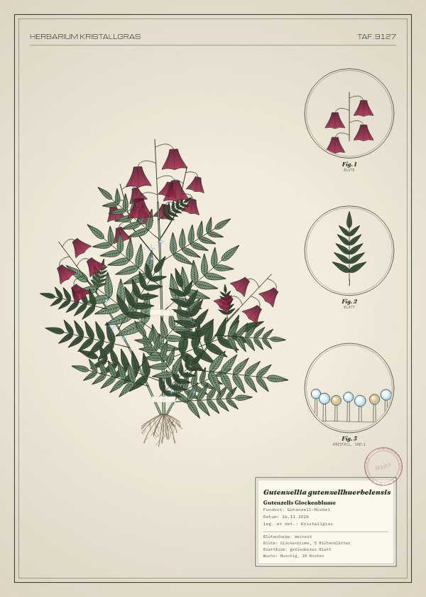 Botanische Tafel: Gutenzellia gutenzellhuerbelensis, eine erfundene Pflanze aus Gutenzell-Hürbel, gezeichnet wie in einem alten Pflanzenatlas