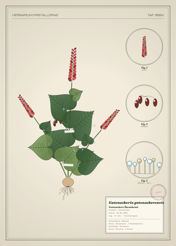 Botanische Tafel: Gutenackeria gutenackerensis, eine erfundene Pflanze aus Gutenacker, gezeichnet wie in einem alten Pflanzenatlas