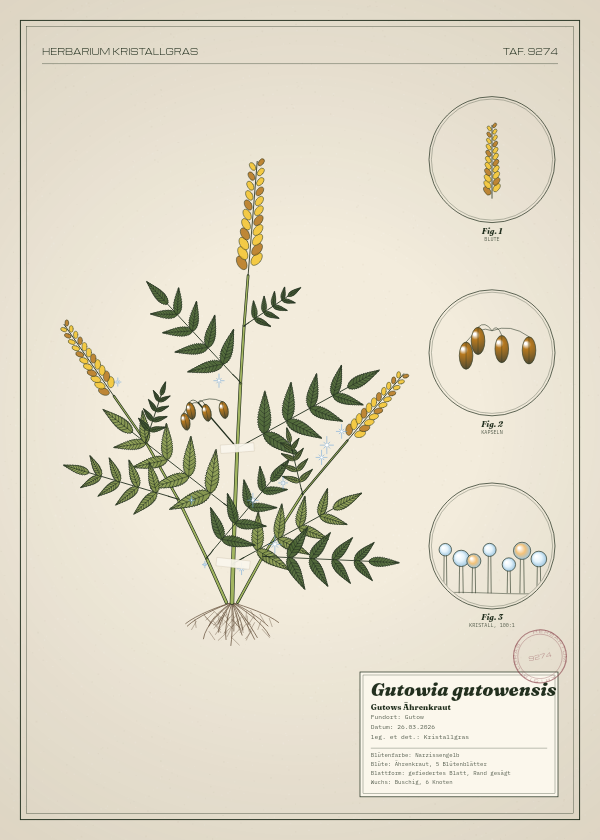 Botanische Tafel: Gutowia gutowensis, eine erfundene Pflanze aus Gutow, gezeichnet wie in einem alten Pflanzenatlas