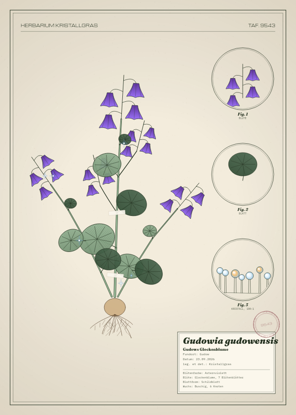 Botanische Tafel: Gudowia gudowensis, eine erfundene Pflanze aus Gudow, gezeichnet wie in einem alten Pflanzenatlas