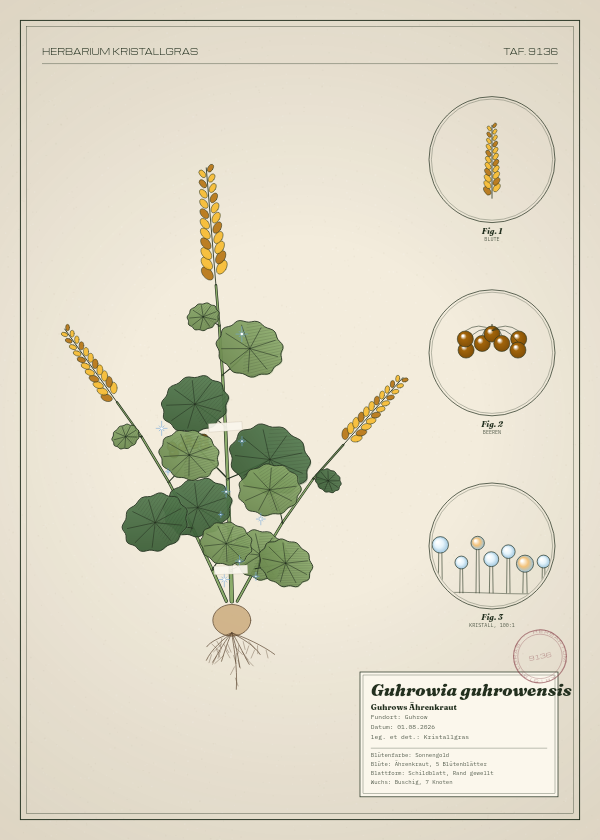 Botanische Tafel: Guhrowia guhrowensis, eine erfundene Pflanze aus Guhrow, gezeichnet wie in einem alten Pflanzenatlas
