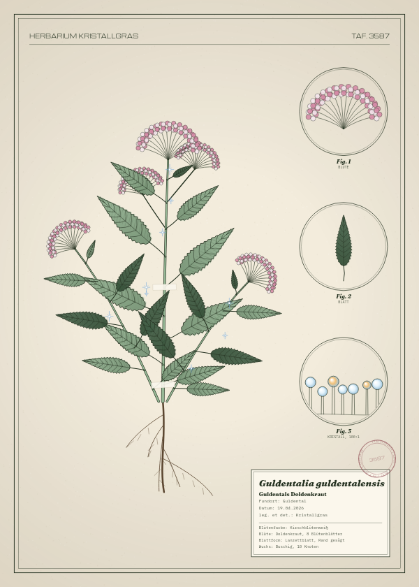 Botanische Tafel: Guldentalia guldentalensis, eine erfundene Pflanze aus Guldental, gezeichnet wie in einem alten Pflanzenatlas