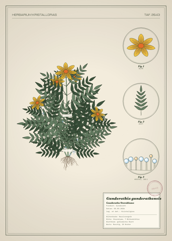 Botanische Tafel: Gunderathia gunderathensis, eine erfundene Pflanze aus Gunderath, gezeichnet wie in einem alten Pflanzenatlas