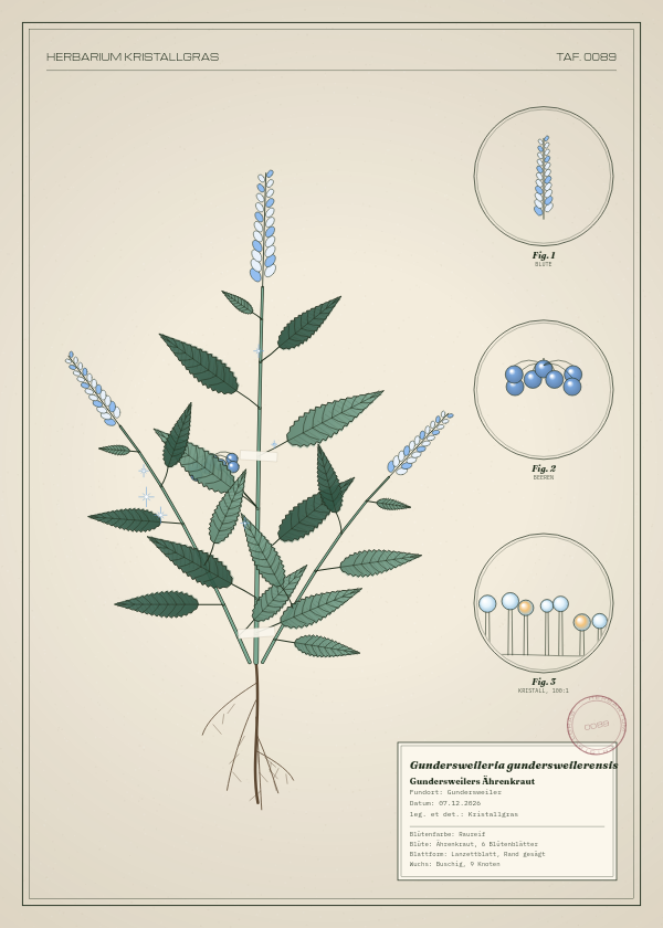 Botanische Tafel: Gundersweileria gundersweilerensis, eine erfundene Pflanze aus Gundersweiler, gezeichnet wie in einem alten Pflanzenatlas