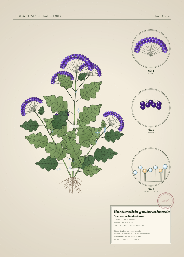 Botanische Tafel: Gusterathia gusterathensis, eine erfundene Pflanze aus Gusterath, gezeichnet wie in einem alten Pflanzenatlas