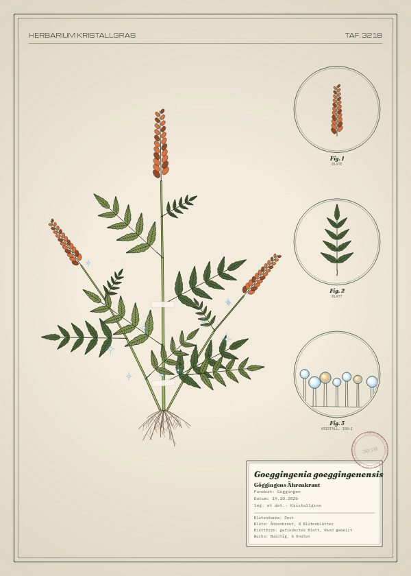 Botanische Tafel: Goeggingenia goeggingenensis, eine erfundene Pflanze aus Göggingen, gezeichnet wie in einem alten Pflanzenatlas