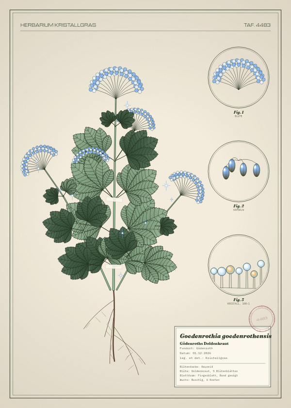 Botanische Tafel: Goedenrothia goedenrothensis, eine erfundene Pflanze aus Gödenroth, gezeichnet wie in einem alten Pflanzenatlas