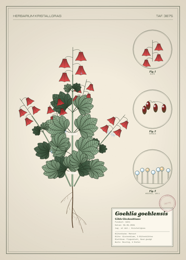 Botanische Tafel: Goehlia goehlensis, eine erfundene Pflanze aus Göhl, gezeichnet wie in einem alten Pflanzenatlas