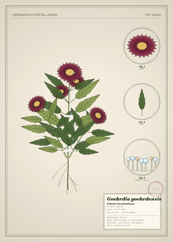 Botanische Tafel: Goehrdia goehrdensis, eine erfundene Pflanze aus Göhrde, gezeichnet wie in einem alten Pflanzenatlas