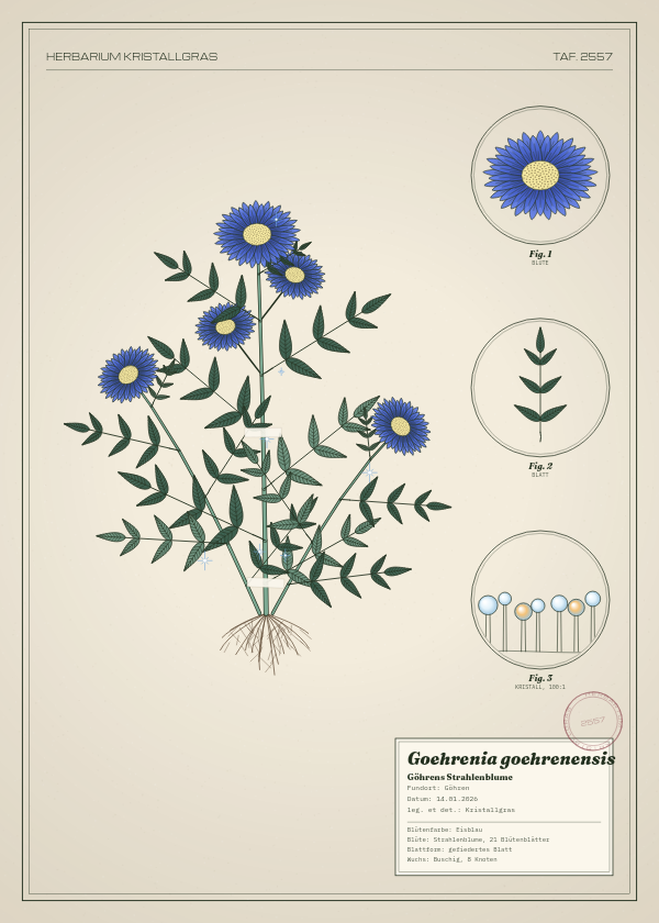 Botanische Tafel: Goehrenia goehrenensis, eine erfundene Pflanze aus Göhren, gezeichnet wie in einem alten Pflanzenatlas