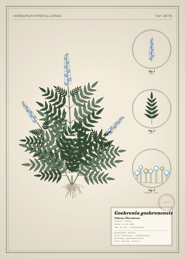 Botanische Tafel: Goehrenia goehrenensis, eine erfundene Pflanze aus Göhren, gezeichnet wie in einem alten Pflanzenatlas