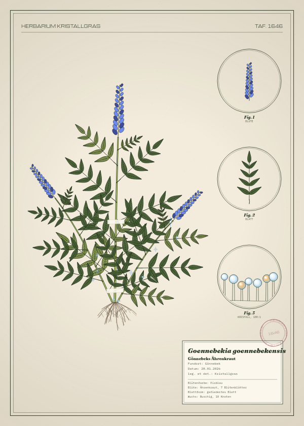 Botanische Tafel: Goennebekia goennebekensis, eine erfundene Pflanze aus Gönnebek, gezeichnet wie in einem alten Pflanzenatlas