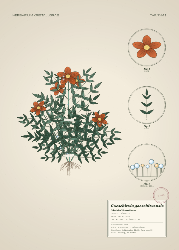 Botanische Tafel: Goeschitzia goeschitzensis, eine erfundene Pflanze aus Göschitz, gezeichnet wie in einem alten Pflanzenatlas