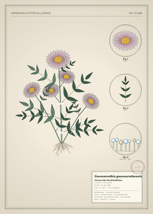 Botanische Tafel: Goesenrothia goesenrothensis, eine erfundene Pflanze aus Gösenroth, gezeichnet wie in einem alten Pflanzenatlas